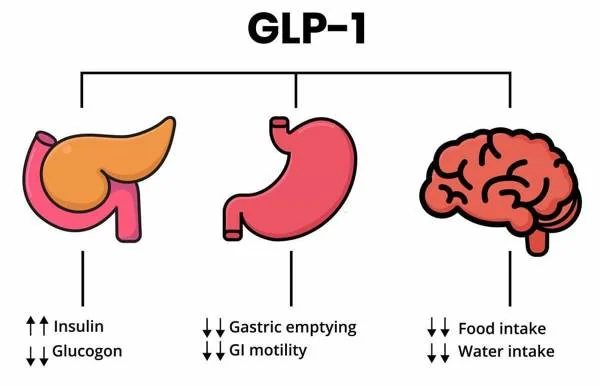 GLP-1 – cílové orgány: pankreas, žaludek a mozek (schéma)