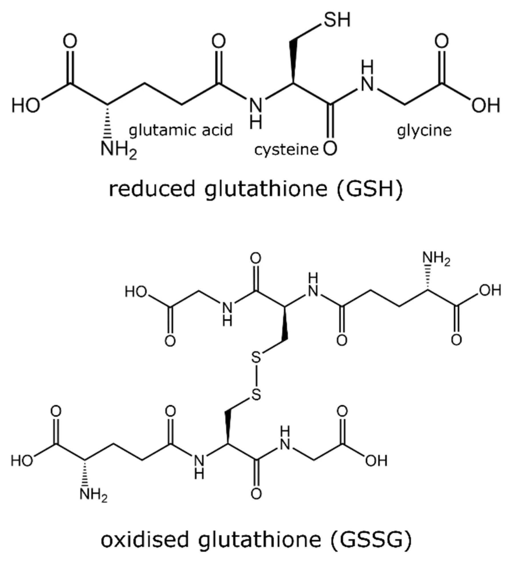 Struktury redukovaného glutathionu (GSH) a oxidovaného glutathionu (GSSG)