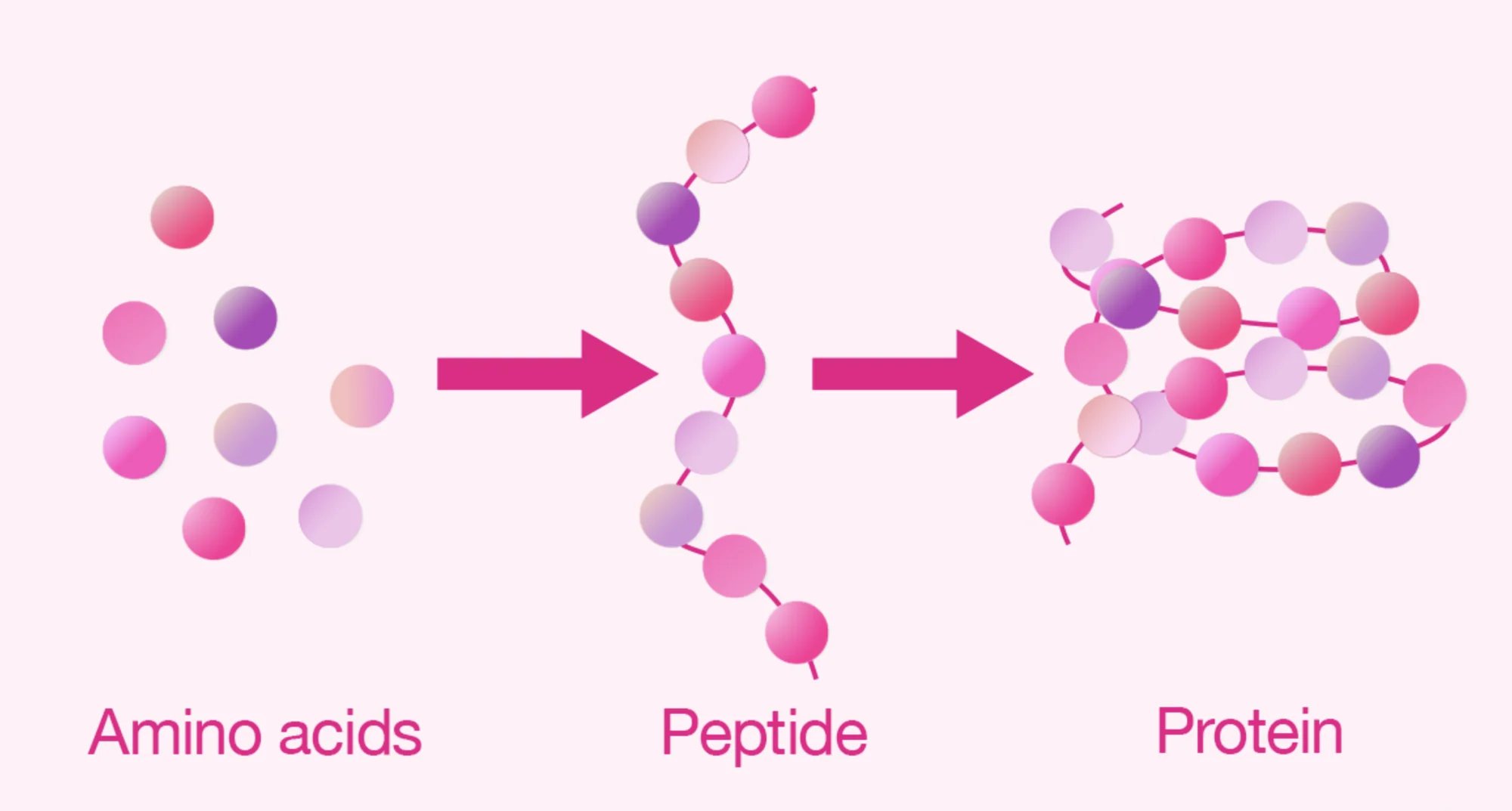 Aminokyseliny, peptid a protein – srovnání délky řetězce (schéma)