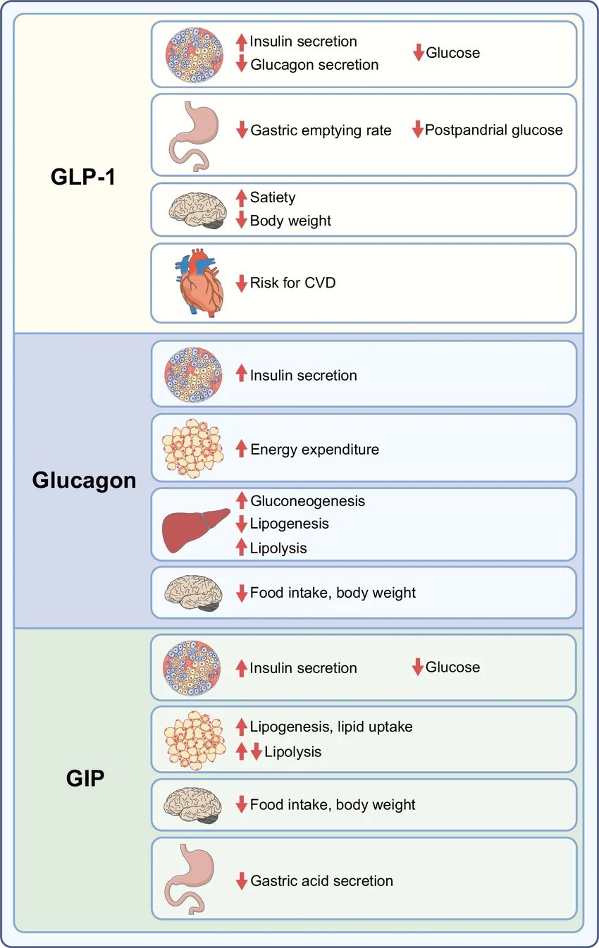 Mechanismy signalizace receptorů GLP-1, glukagonu a GIP podle orgánů (schéma)